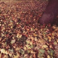Autumn is the most beautiful season...