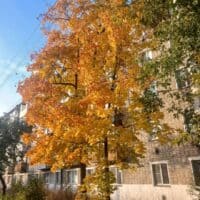 Осеннее дерево среди суеты мира🍂