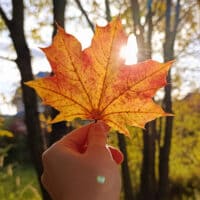 °• 🍁 •° 