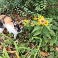 Вот такой вот котик с цветочками на осеннем фоне.🍁
