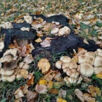 ✦ Сказочный пень 🍄🍂
